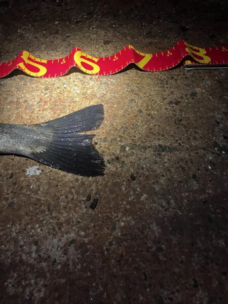 3連勝！！爆釣千葉港✨