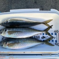 尺アジがポイントに戻ってきた