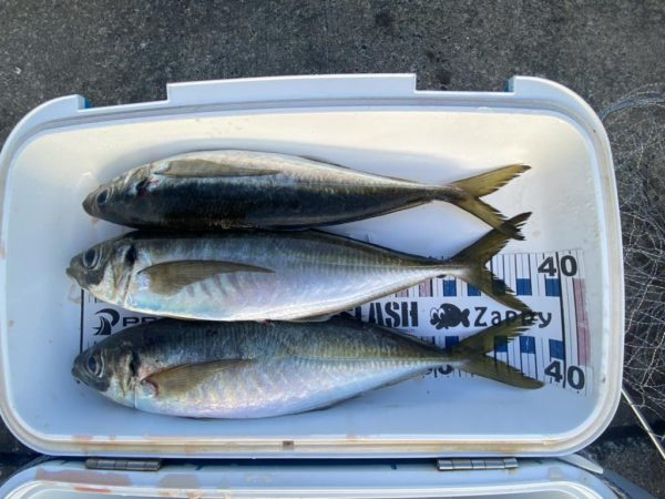 尺アジがポイントに戻ってきた