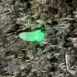 ナマズ開幕確定！！