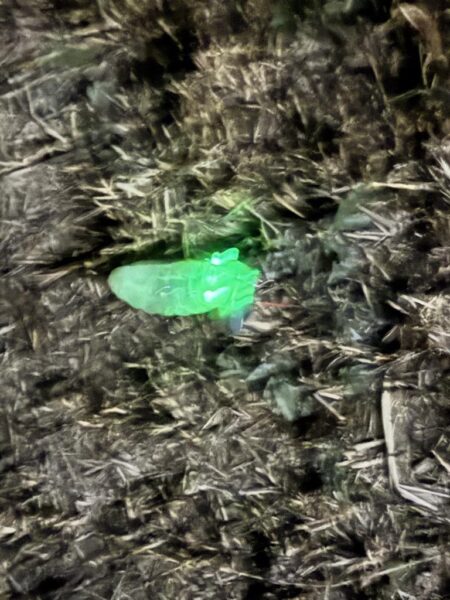 ナマズ開幕確定！！