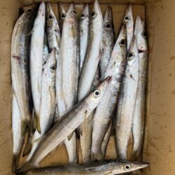 想定外の大物ゲット