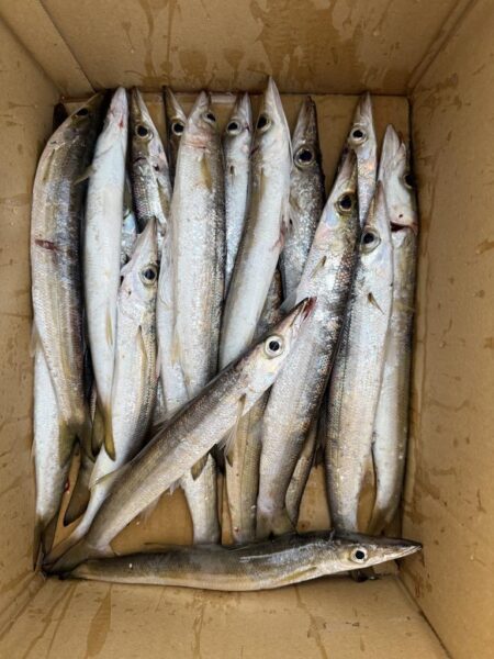 想定外の大物ゲット