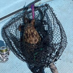 タイラバとティップラン