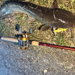 ナマズ釣り！！