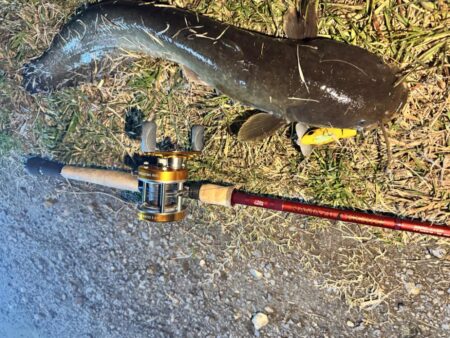 ナマズ釣り！！