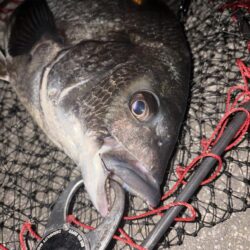 ヘチってきました