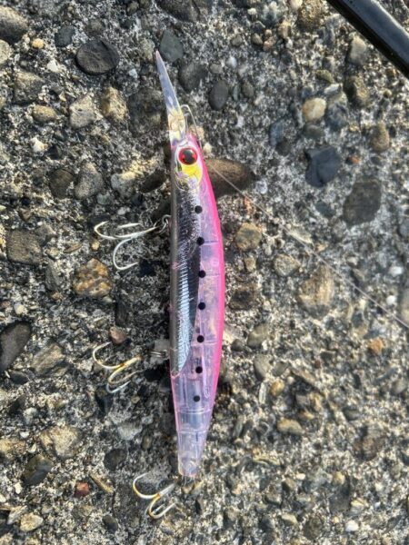 2026年ショアジギ初戦でメジロ!