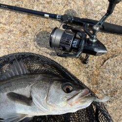 シーバスは釣れる魚でした