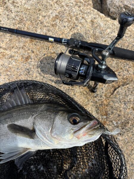 シーバスは釣れる魚でした