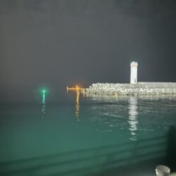 ヤリイカ、ケンサキイカ