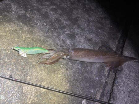 【常神半島】ヤリイカ第二弾