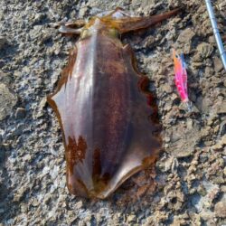 春イカはじめました^ – ^