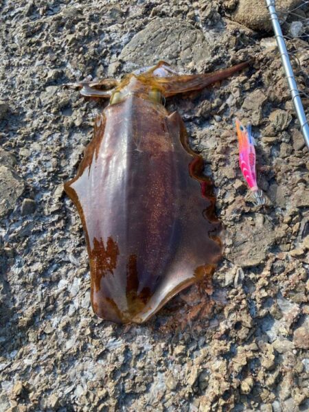 春イカはじめました^ – ^