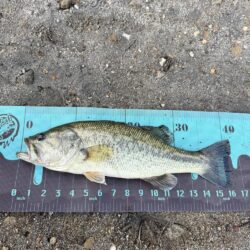 プリスポーン⁉️