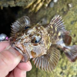 2026.No.7 ライトゲーム