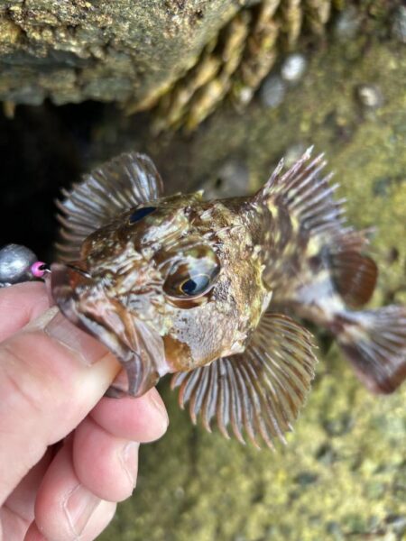 2026.No.7 ライトゲーム