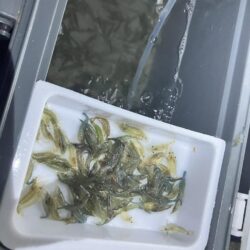 東二見メバル26