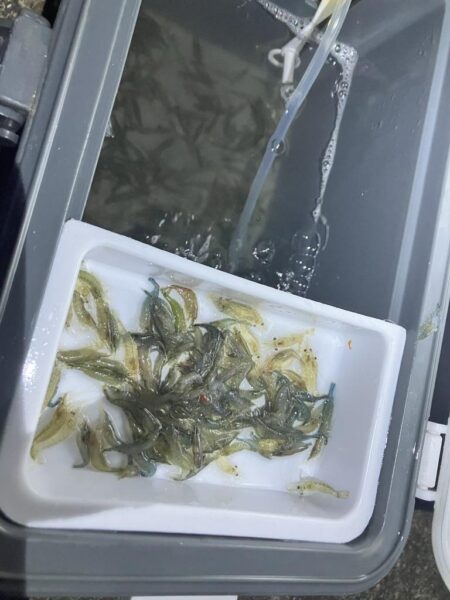 東二見メバル26