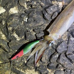 ヤリイカエギング