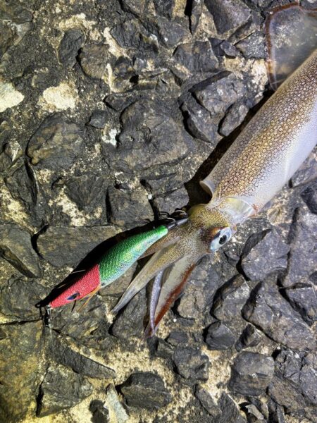 ヤリイカエギング