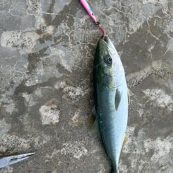 ヤリイカ　　コズクラ