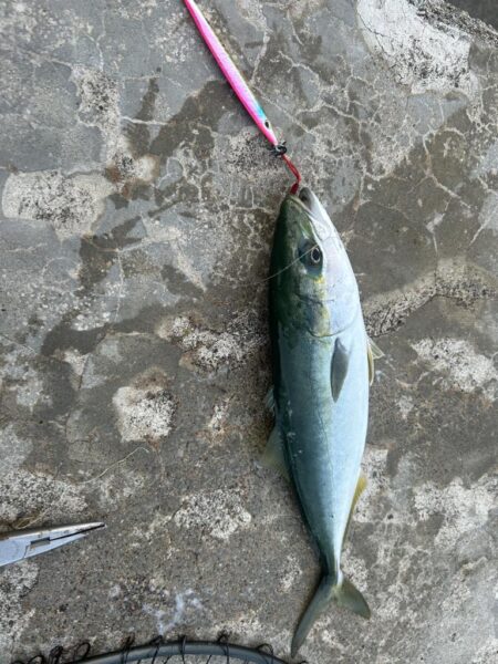 ヤリイカ　　コズクラ