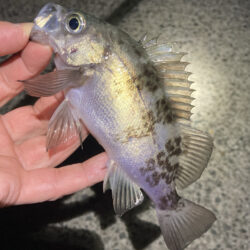 渋い日が続きます