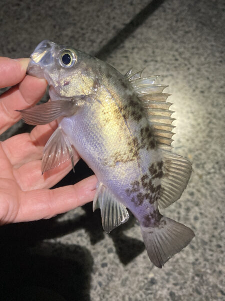 渋い日が続きます