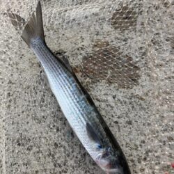 久々のチヌ釣れました