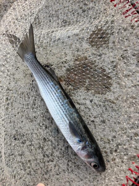 久々のチヌ釣れました