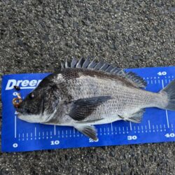 中海チニング再び