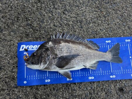 中海チニング再び