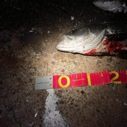 短釣でもバチ抜けで連発！