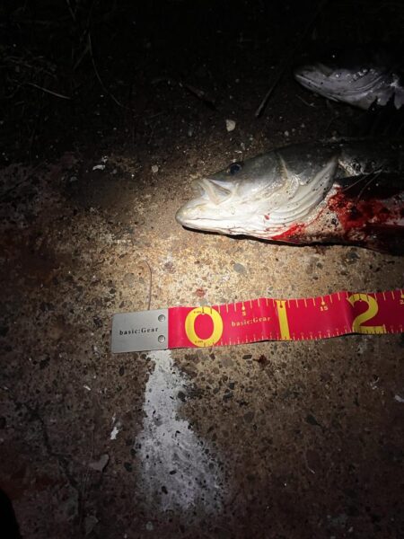 短釣でもバチ抜けで連発！