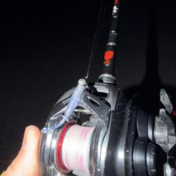 セイゴとメバル