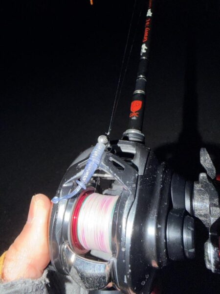 セイゴとメバル