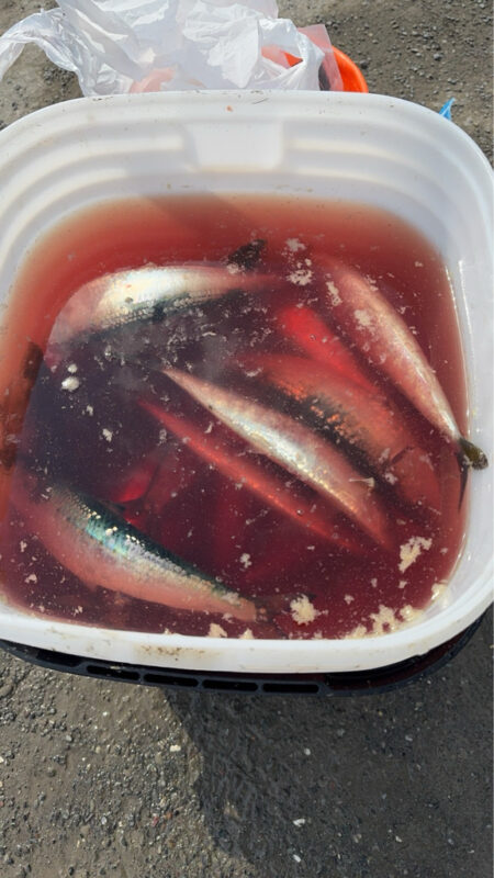 イワシ爆釣なり2nd