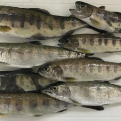 人生2度目の渓流で20アップ！