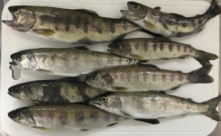 人生2度目の渓流で20アップ！