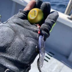 旬のグレジギング!