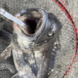 ハネ、チヌ活性高いです🐟