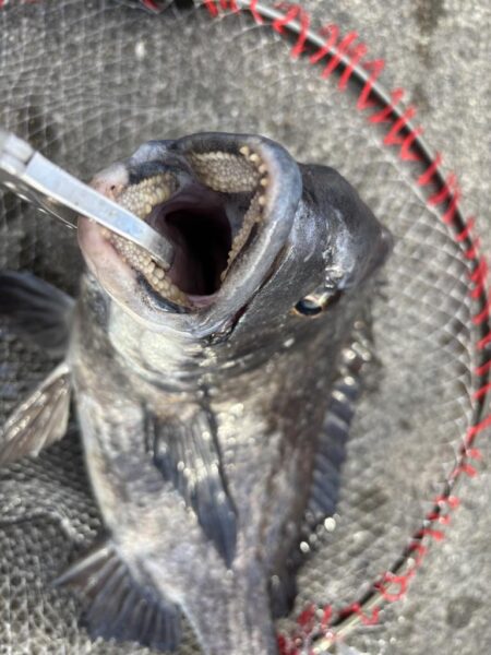 ハネ、チヌ活性高いです🐟