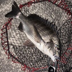 ヘチってきました