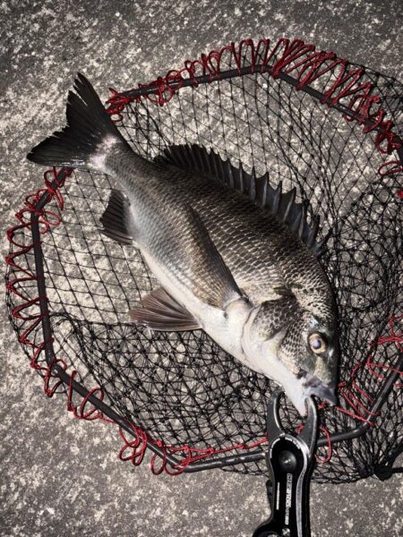 ヘチってきました