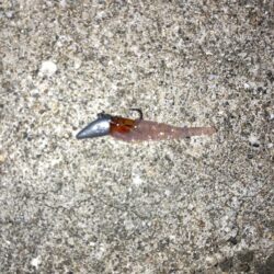 夕マズメのライトワインドでガシラ10匹GET