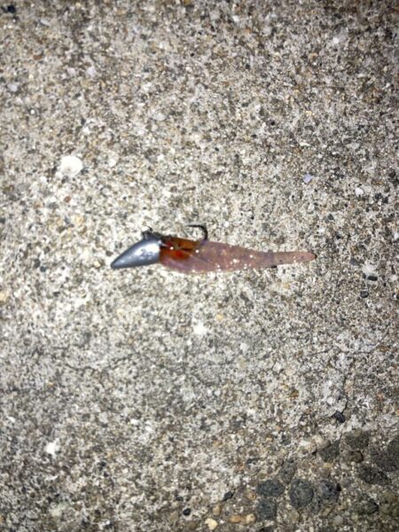 夕マズメのライトワインドでガシラ10匹GET