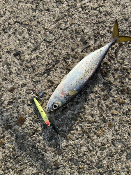 ショアジギング　6