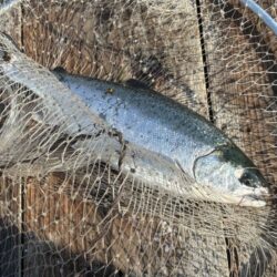 水宝でサーモン釣り｜厳しい！