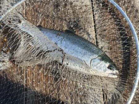 水宝でサーモン釣り｜厳しい！